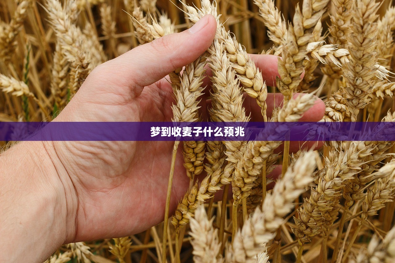 梦到收麦子什么预兆