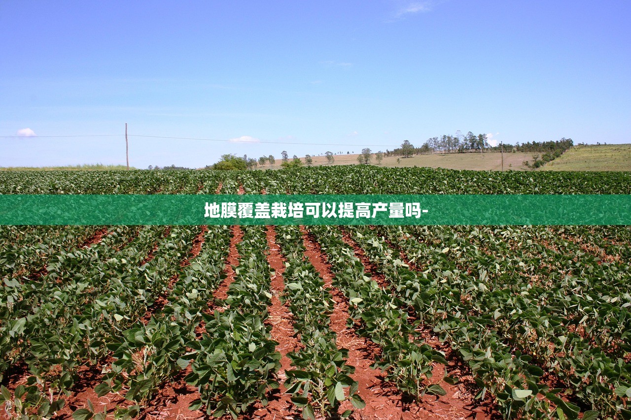 地膜覆盖栽培可以提高产量吗- 地膜覆盖栽培可以提高产量吗-